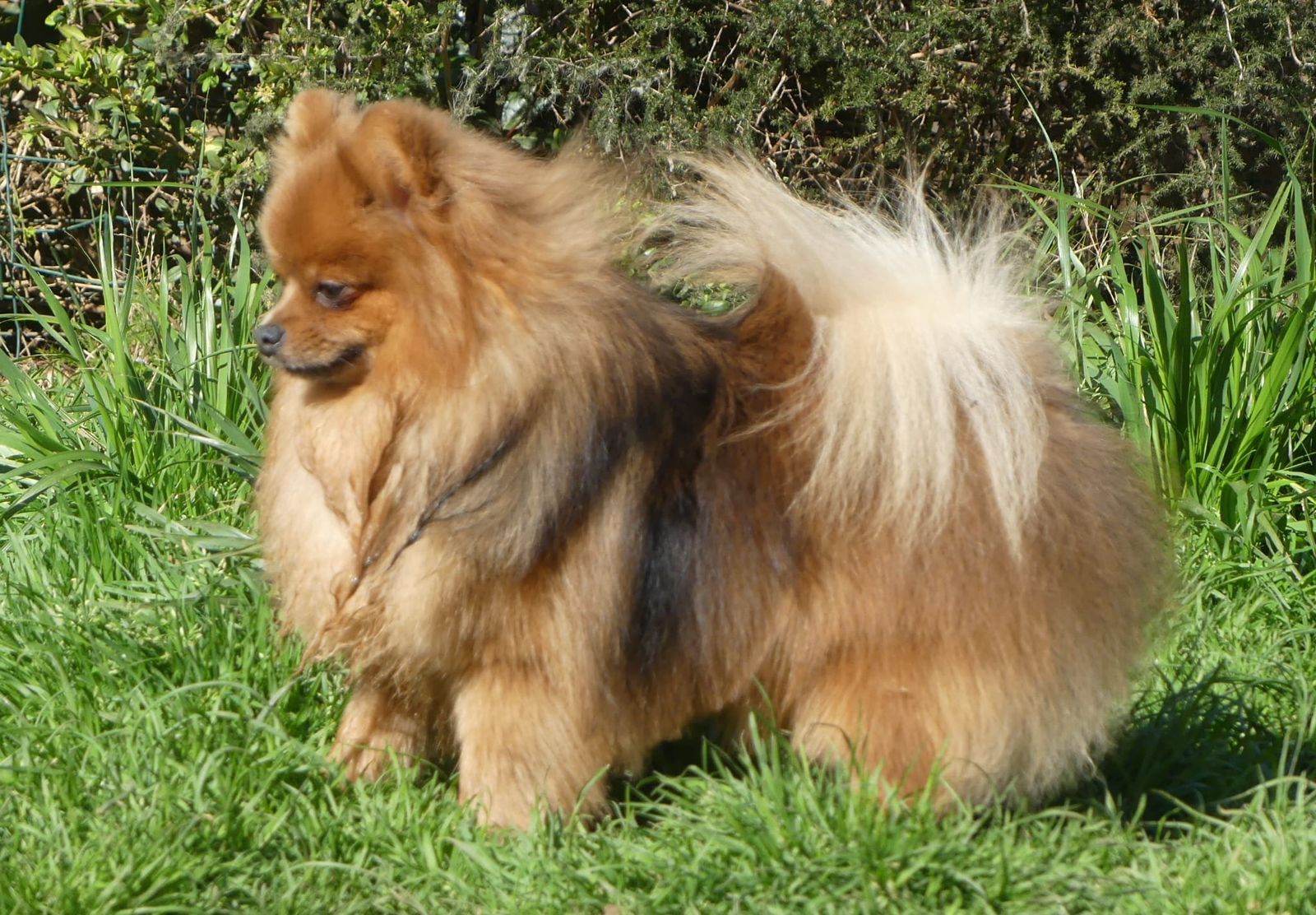 Vibrato du chant des Étoiles